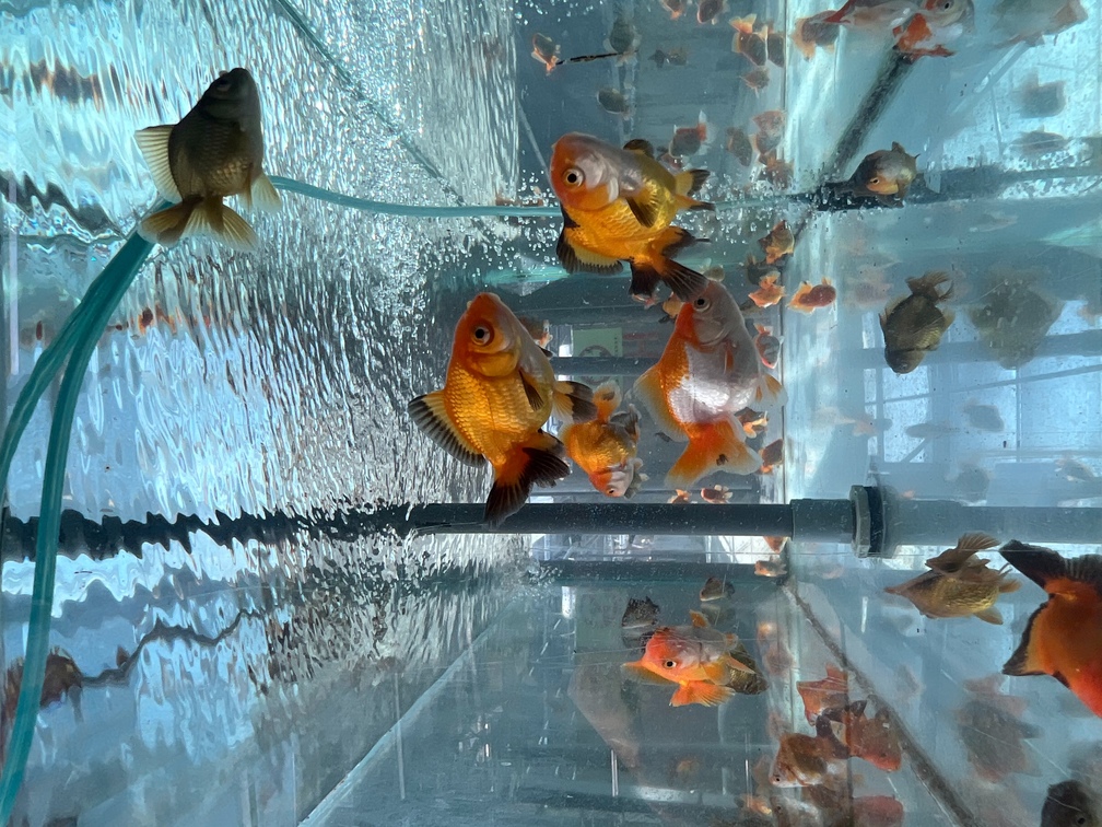 養魚新手入門