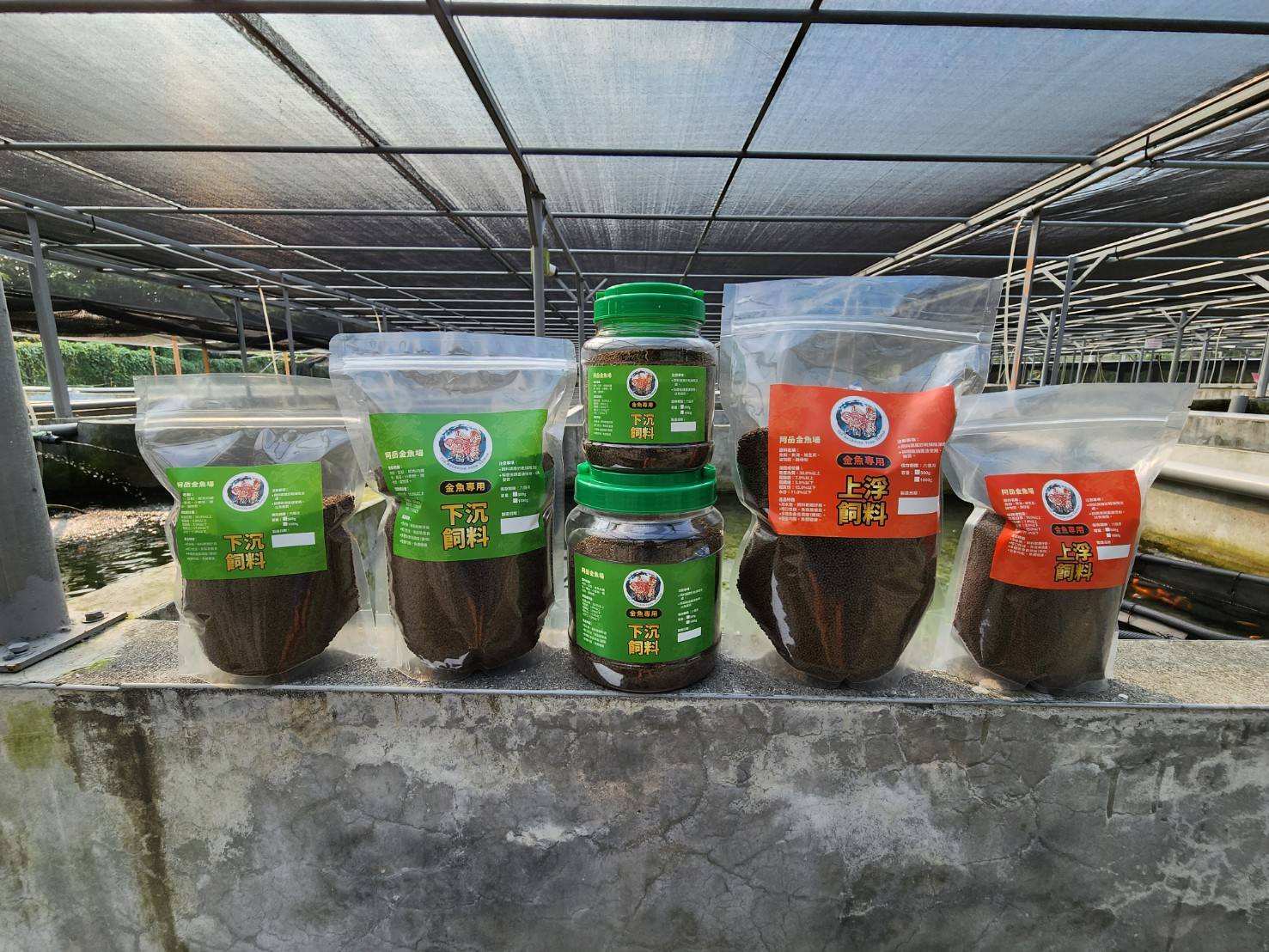 【阿岳金魚】從飼料到濾材｜打造金魚最舒適的環境