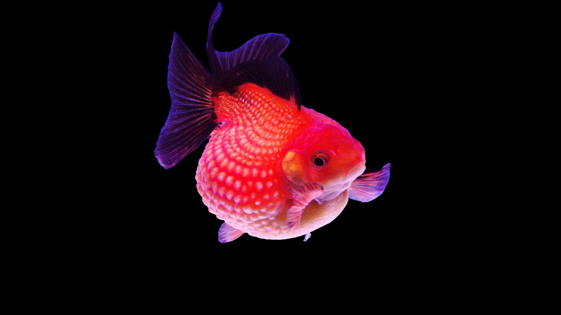 珠鱗金魚