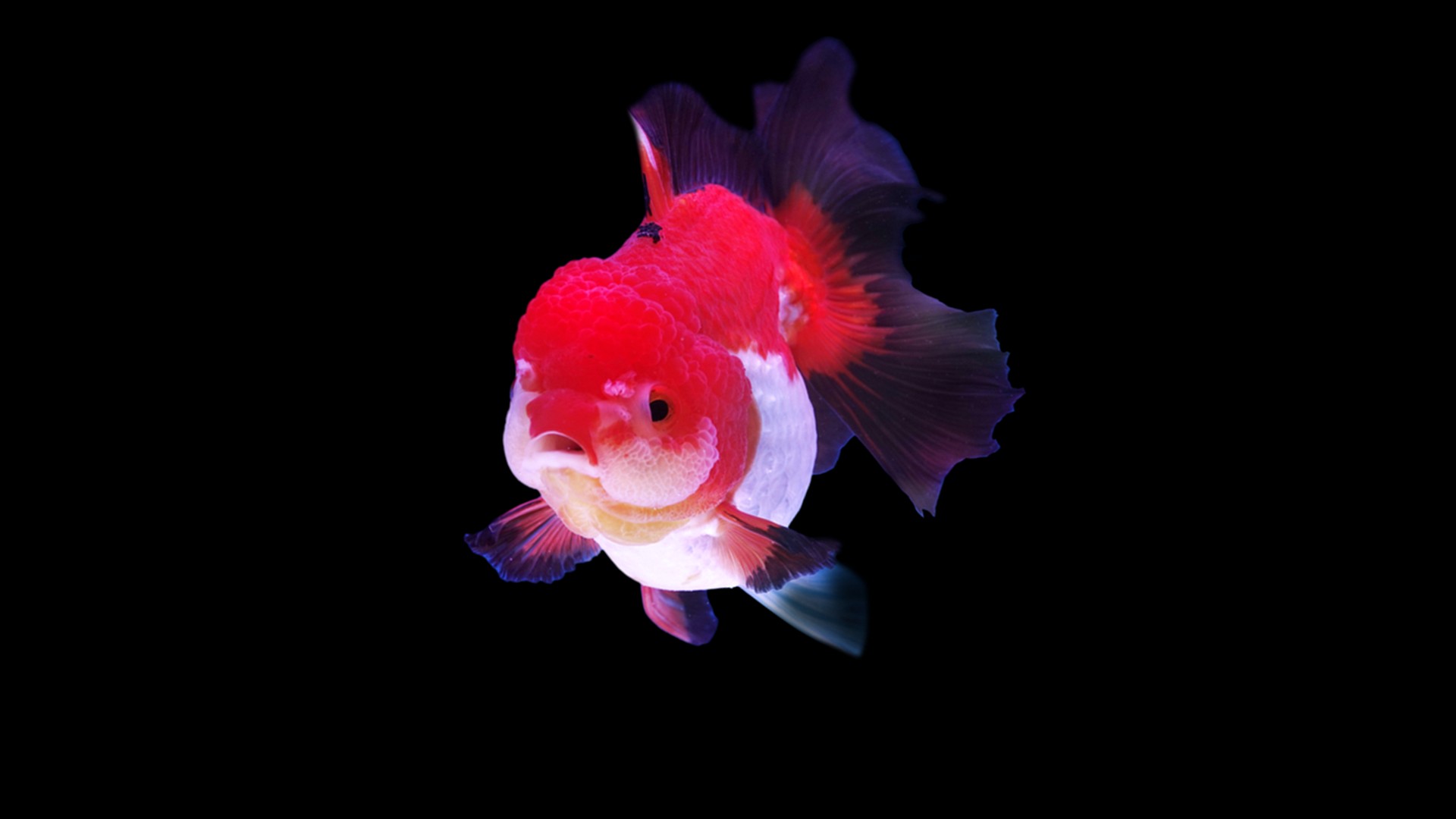 獅頭金魚