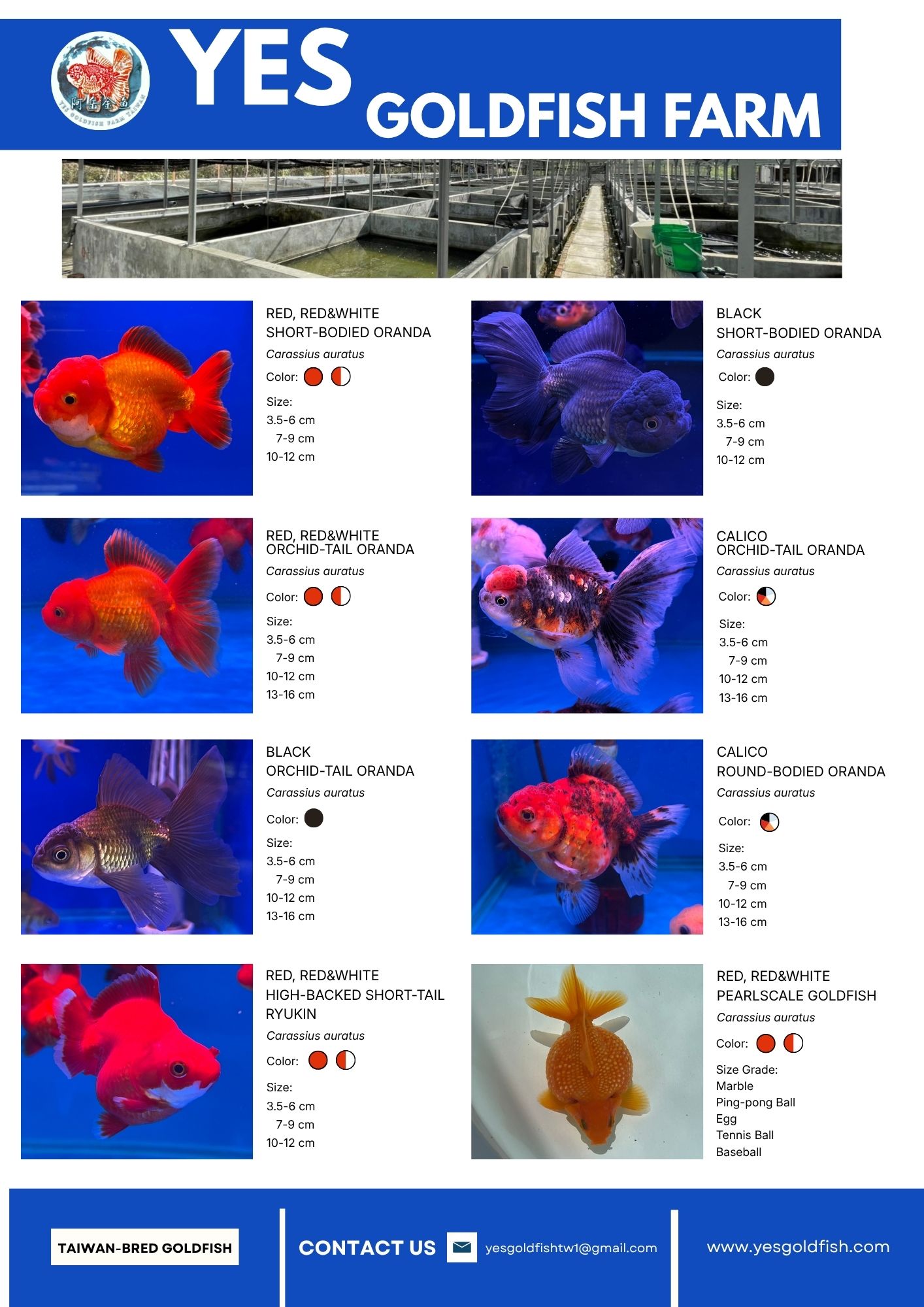 Catalogue of Fancy goldfish-YES Goldfish Farm